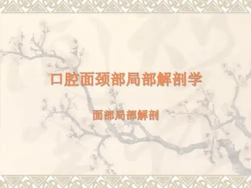 颌面部局部解剖PPT课件