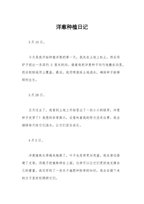 洋葱种植日记