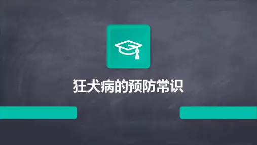 2024年狂犬病的预防常识