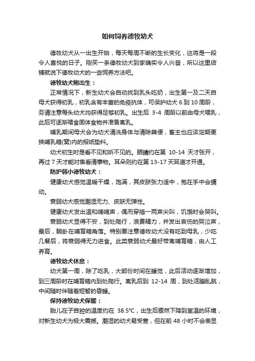 如何饲养德牧幼犬