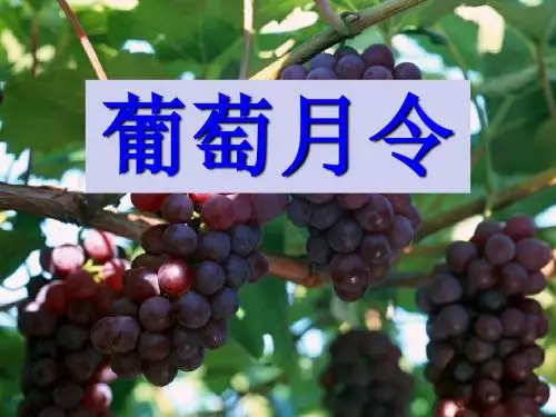 《葡萄月令》 精品PPT课件(共49张)