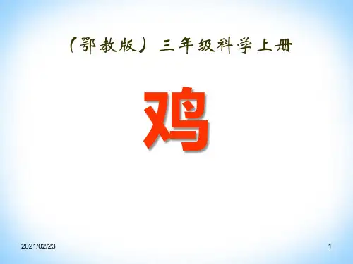 小学三年级上册科学 《鸡》家养小动物优质课件PPT