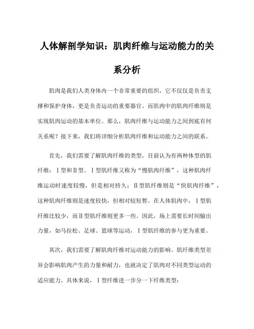 人体解剖学知识：肌肉纤维与运动能力的关系分析