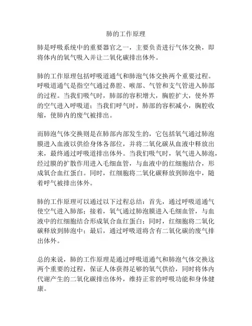 肺的工作原理