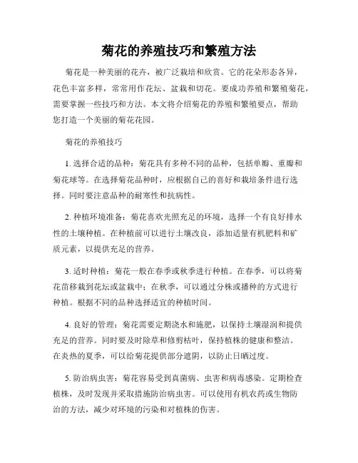 菊花的养殖技巧和繁殖方法