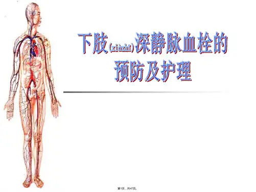 DVT(共47张)