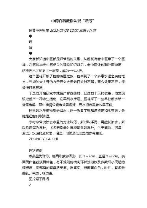 中药百科教你认识“泽泻”