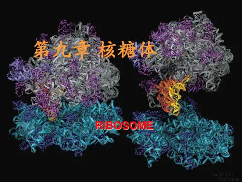 第九章 核糖体(ribosome)
