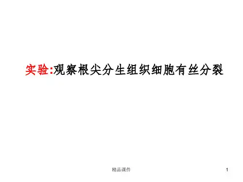 观察根尖分生组织细胞有丝分裂ppt课件