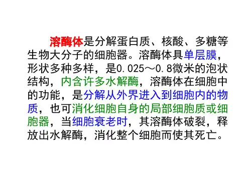 溶酶体