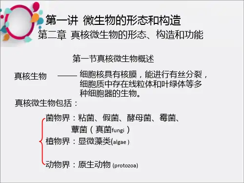 《微生物真核微生物》PPT课件