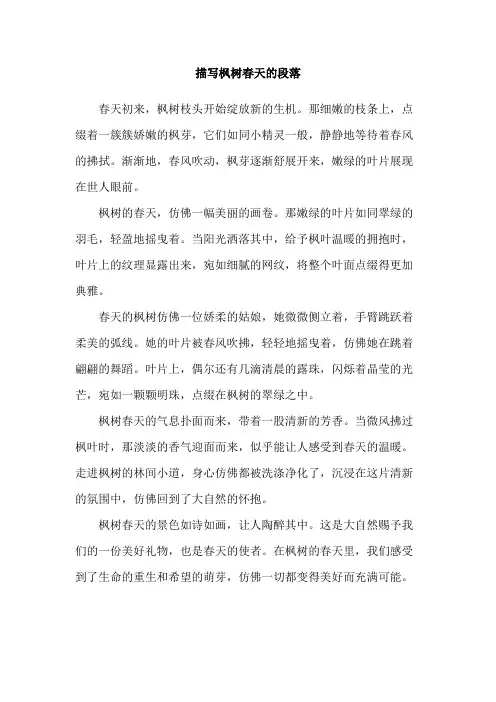 描写枫树春天的段落