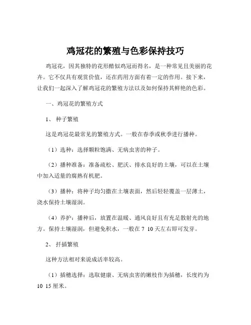 鸡冠花的繁殖与色彩保持技巧