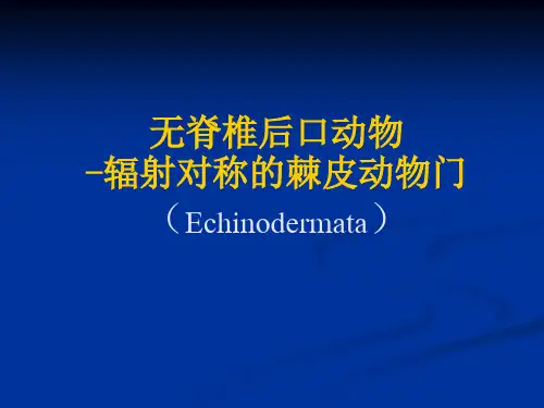 动物学课件棘皮动物门