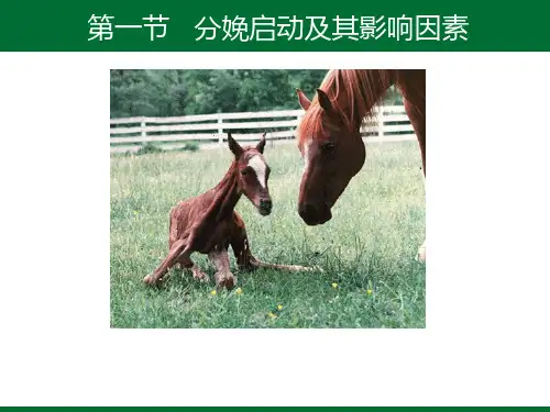 分娩启动及影响因素