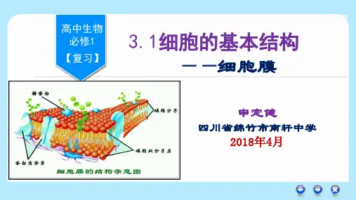 人教版高中生物必修一第3章《细胞的基本结构》复习课件 (共24张PPT)