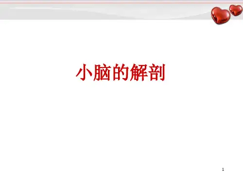 (医学课件)小脑的解剖