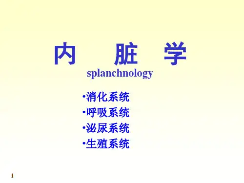 消化系统--内脏学剖析