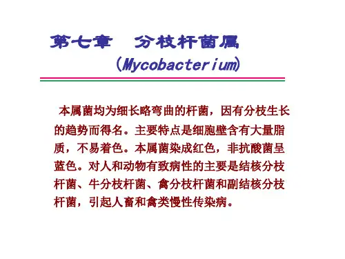 兽医微生物学   分枝杆菌属