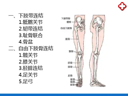 关节学—下肢骨的连结(人体解剖学)
