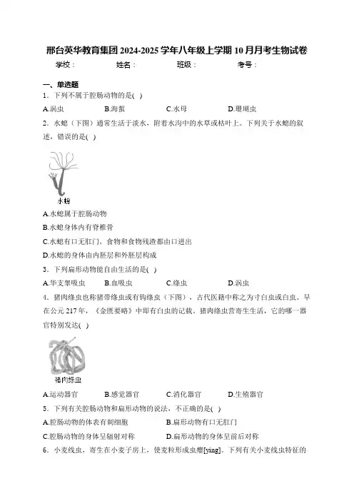 邢台英华教育集团2024-2025学年八年级上学期10月月考生物试卷(含答案)