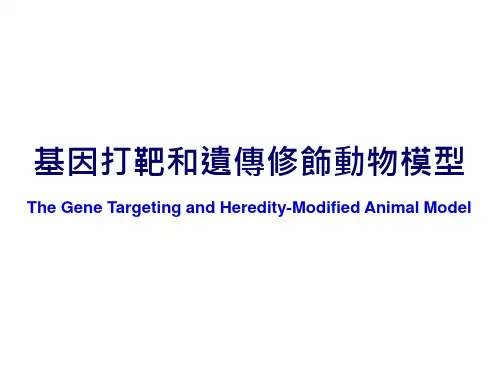 分子生物学课件-基因打靶和遗传修饰动物模型