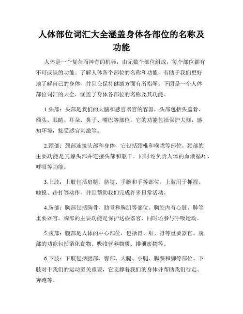 人体部位词汇大全涵盖身体各部位的名称及功能