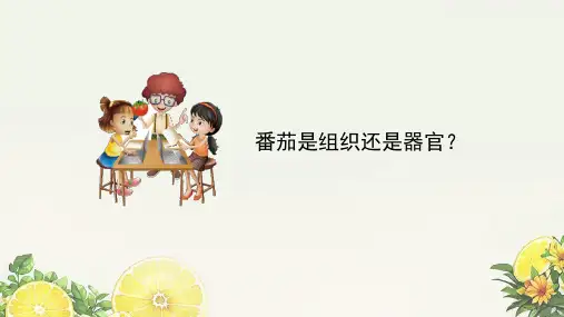 植物体的结构层次ppt课件