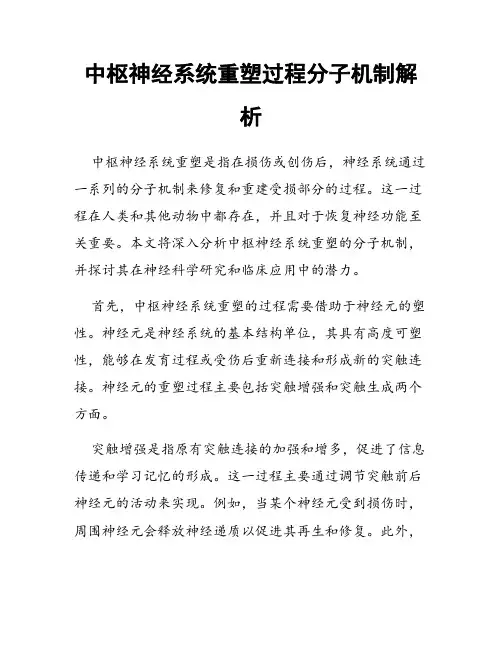 中枢神经系统重塑过程分子机制解析