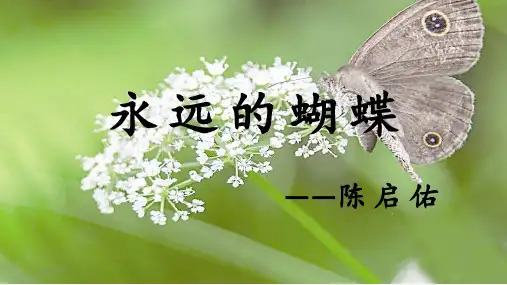 永远的蝴蝶 ppt课件