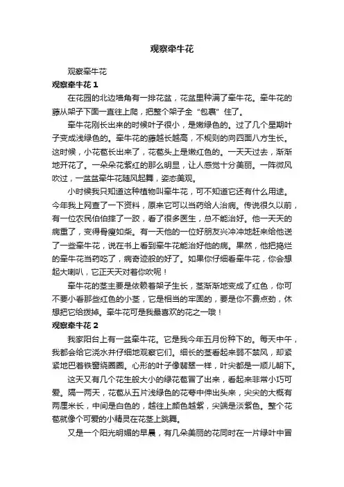 观察牵牛花