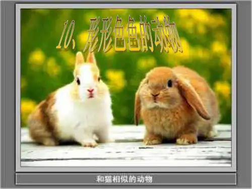 常见的6类动物