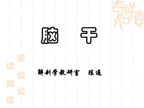 脑干外形及内部结构(陈通2010-5)