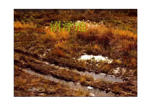 沼泽地ppt介绍