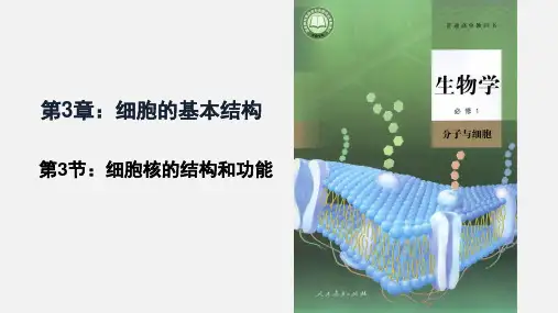 【公开课】细胞核的结构和功能课件高一上学期生物人教版(2019)必修一