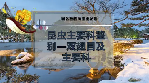昆虫主要科鉴别—双翅目及主要科