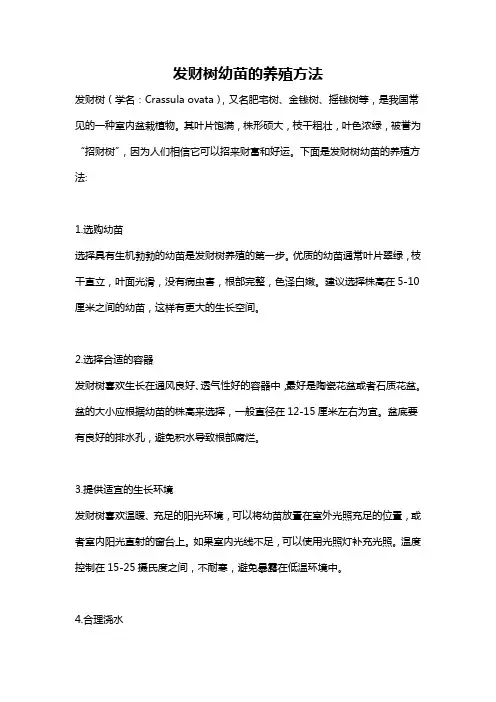 发财树幼苗的养殖方法