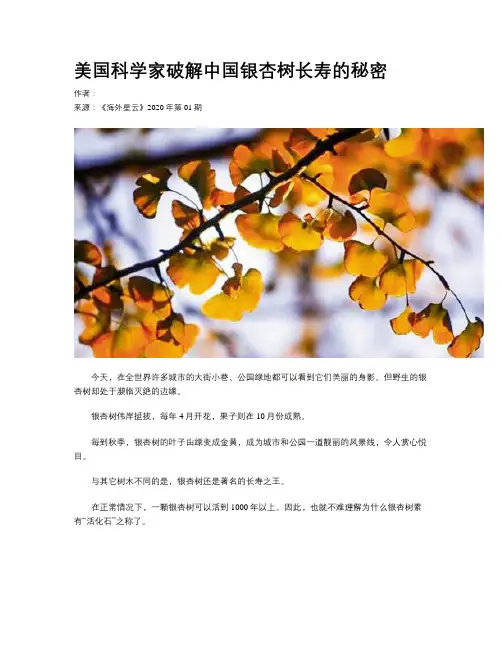 美国科学家破解中国银杏树长寿的秘密