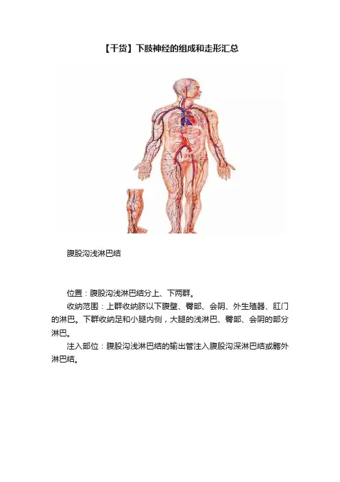 【干货】下肢神经的组成和走形汇总