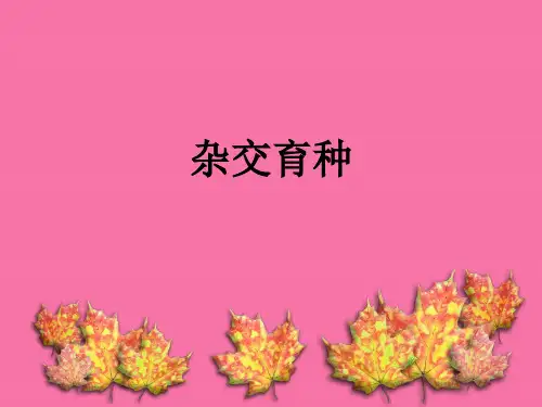 杂交育种技术ppt课件