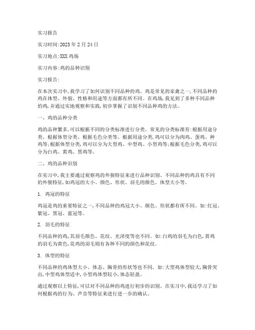 鸡的品种识别实习报告