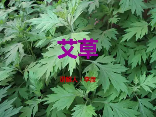 艾草PPT课件