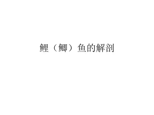 实验四  鱼类解剖