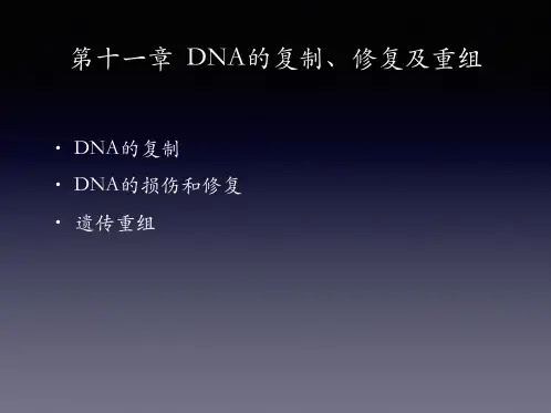 《生物化学原理》之DNA复制