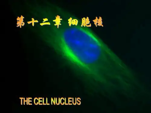 第十二章细胞核细胞生物学精品PPT课件
