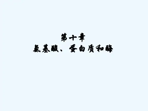 氨基酸蛋白质和酶