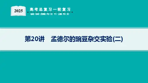 2025高考总复习一轮生物学配人教版(适用于新高考新教材)ppt 第5单元 孟德尔遗传定律与伴性遗传