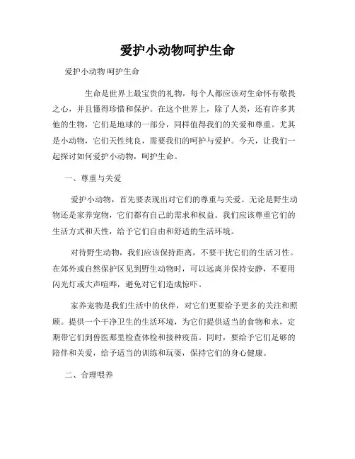 爱护小动物呵护生命