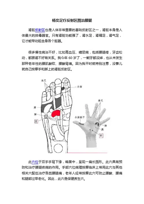 杨奕足疗反射区图治腰腿