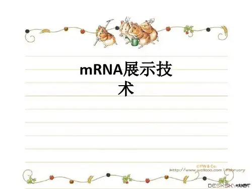 mRNA展示技术ppt课件